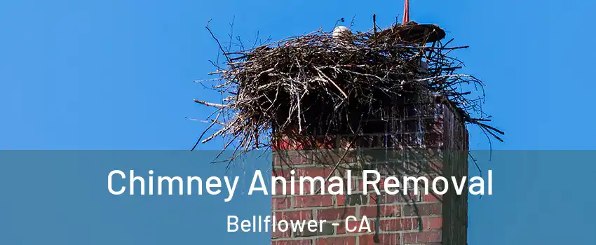 Chimney Animal Removal Bellflower - CA